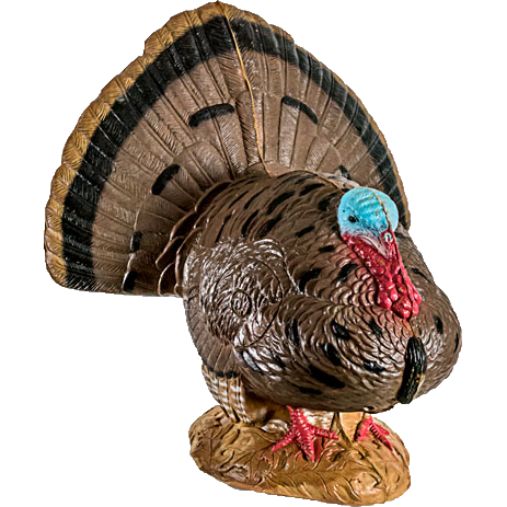 Woodland Strutting Turkey